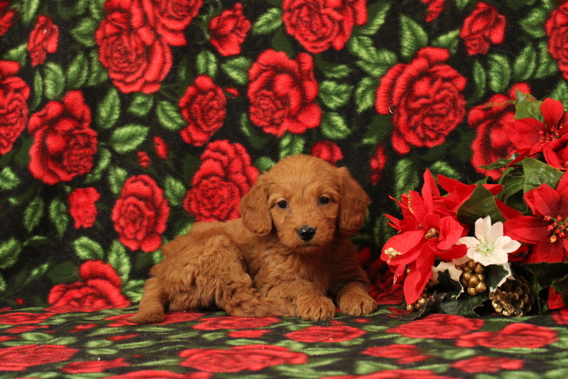 puppy, for, sale, Mini Goldendoodle F1, Matthew B. Stoltzfus, dog, breeder, Gap, PA, dog-breeder, puppy-for-sale, forsale, nearby, find, puppyfind, locator, puppylocator, aca